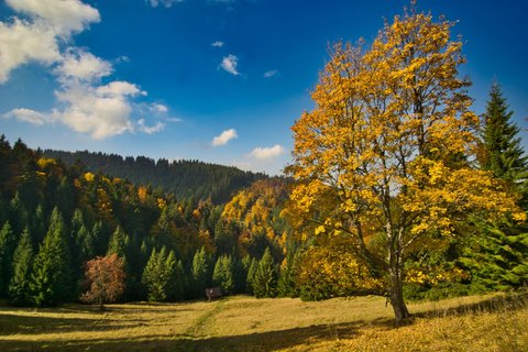 Herbstlicher Baum in mitten einer Landschaft im Gebirge 