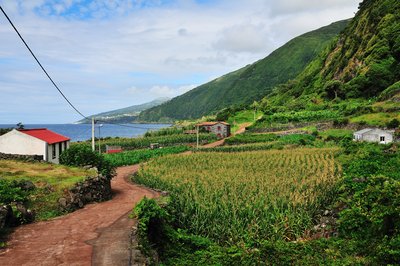 Küstenwanderweg auf São Jorge Ein Pfad führt durch Obstfelder und vorbei an Dörfern, in der Ferne erscheint das Meer.