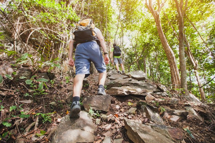 Einige junge Wanderer wandern durch einen Wald.