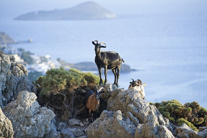 Drei Ziegen stehen auf den Felsen an der Küste der griechischen Insel Kalymnos