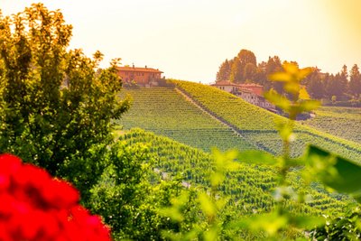 Ein Weinberg in mediterraner Sonne