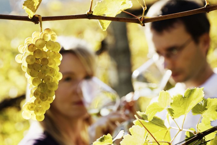 Im Vordergrund hängen weiße Weintrauben, dahinter trinken ein Mann und eine Frau ein Glas Weißwein.