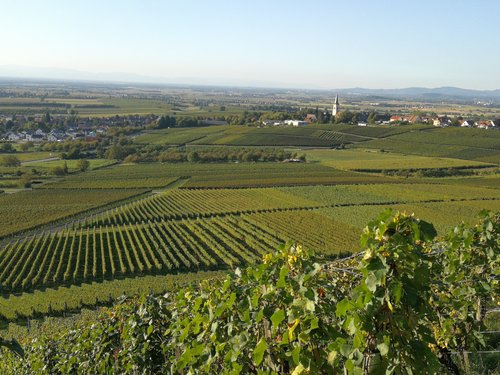Ausblick auf Weinfelder bei einer Wanderung im Markgräflerland.