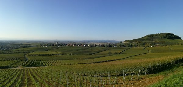 Landschaft mit Weinfeldern und Hügeln im Markgräflerland.