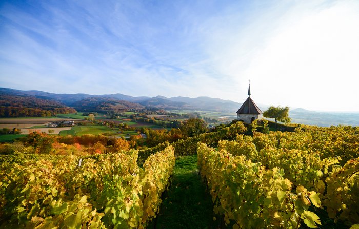 Ein Wanderweg führt durch Weinreben im Markgräflerland.