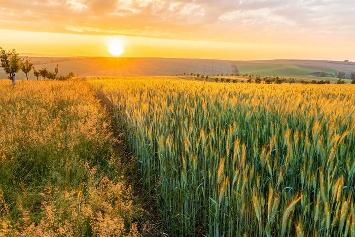 Die untergehende Sonne bescheint ein Weizenfeld und taucht alles in warmes gelb-orangenes Licht.