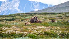 Moschusochen grasen in weiter Landschaft in Norwegen.