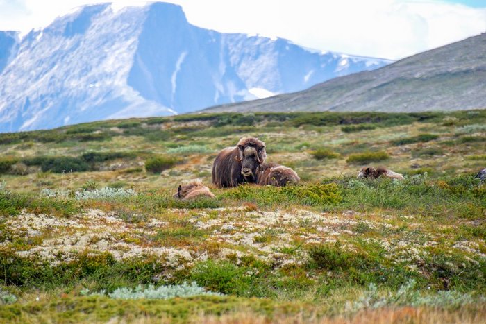 Moschusochen grasen in weiter Landschaft in Norwegen.