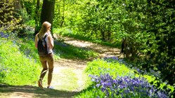 Man sieht eine Frau von hinten in einer grünen Waldlandschaft wandern.