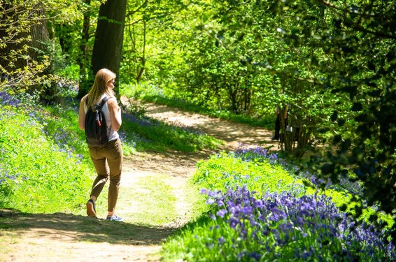 Bei Wanderungen im März die erwachende Natur genießen Man sieht eine Frau von hinten in einer grünen Waldlandschaft wandern.