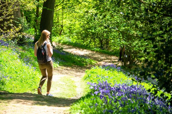 Man sieht eine Frau von hinten in einer grünen Waldlandschaft wandern.