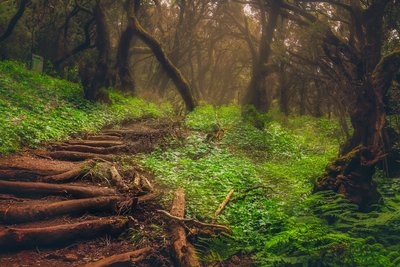 Ein Wanderweg führt in das dichte Unterholz des Nebelwaldes im Garajonay-Nationalpark auf La Gomera. 