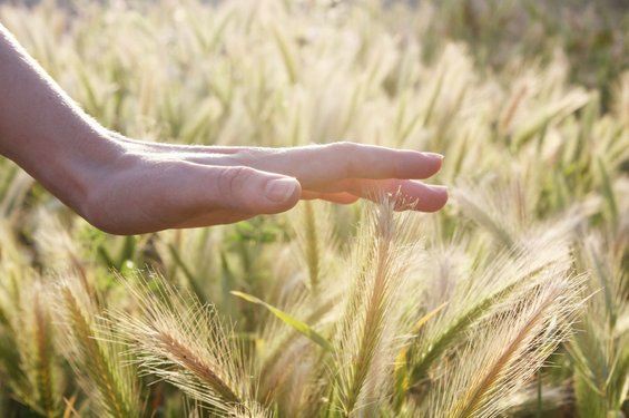 Im Einklang mit der Natur Eine Hand in Nahsicht streift durch die reifen Ähren eines Kornfelds.