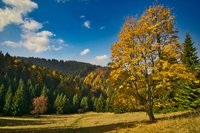 Wunderschöne Herbstlandschaft in der Niederen Tatra Herbstlicher Baum in mitten einer Landschaft im Gebirge