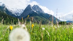 Im Vordergrund befindet sich eine Wiese mit Löwenzahn, im Hintergrund hohe Berge. 