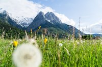 Wiesen und Berge um Grainau Im Vordergrund befindet sich eine Wiese mit Löwenzahn, im Hintergrund hohe Berge.