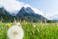 Im Vordergrund befindet sich eine Wiese mit Löwenzahn, im Hintergrund hohe Berge. 