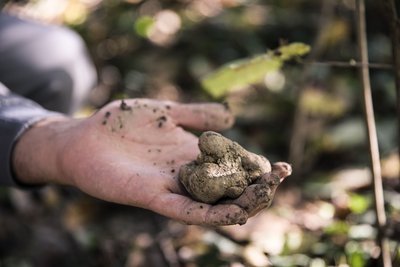 Weißer Trüffel Eine Hand hält ein Stück weißen Trüffel