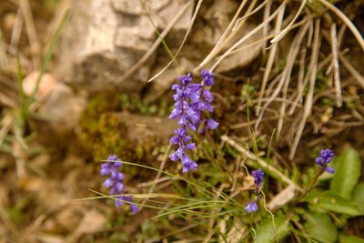 Nahansicht einer violettblühenden Schlangenblume