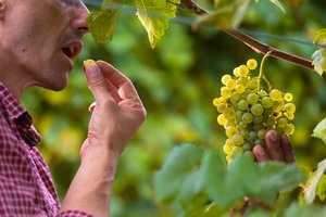 Weintrauben in Bio-Qualität direkt vom Stock Angeschnitten links im Bild steht ein Mann, der eine Weinrebe, die noch am Weinstock hängt, in der linken Hand hält. Mit der rechten führt er eine Weintraube zum Mund.