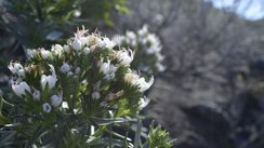 Im Vordergrund steht ein Busch mit weißen blüten.