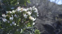 Überall sprießen Blumen Im Vordergrund steht ein Busch mit weißen blüten.