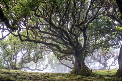 Ein großer Baum in einem Nebelwald