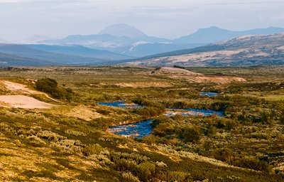 Ausblick auf die Landschaft des Gebirges Dovrefjell in Norwegen.