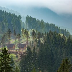 Zwei rustikale Holzhütten stehen umgeben von Nadelwald an einem Abhang in der Niederen Tatra. von oben senkt sich Nebel in das Bild.