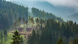 Zwei rustikale Holzhütten stehen umgeben von Nadelwald an einem Abhang in der Niederen Tatra. von oben senkt sich Nebel in das Bild.