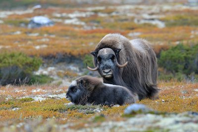 Zwei Moschusochen grasen im Dovrefjell Gebirge in Norwegen.