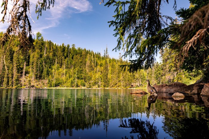 Ein paar Enten schwimmen im See im Nationalpark in Tschechien.