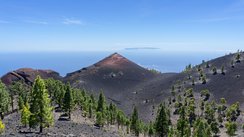 Aus dem Gebirge mit schwarzem Lavagestein eröffnet sich der Blick über eine mit Tannen bestandene Landschaft auf das Meer.