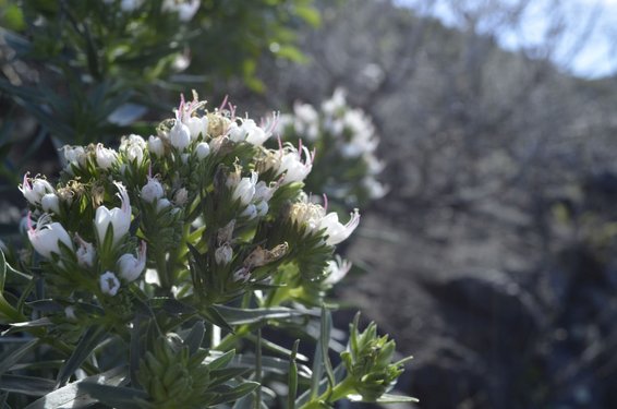 Ein Strauch mit weißen Blüten steht vor einer Felslandschaft auf La Palma.